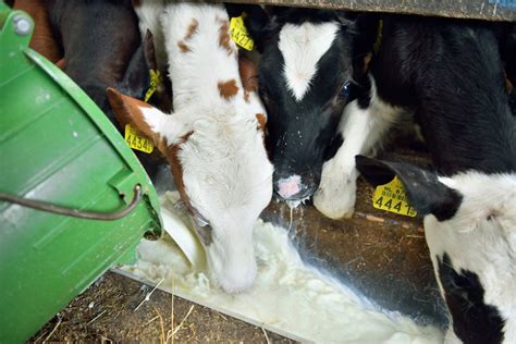 Farm Health Online Animal Health And Welfare Knowledge Hub Calves