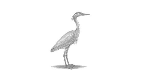 How To Draw A Great Blue Heron My How To Draw
