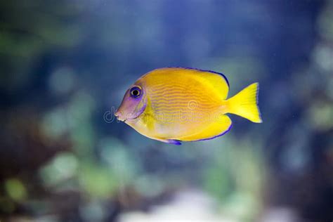 Exotic Tropical Fish Yellow Fin Surgeonfish Stock Photo Image Of Life