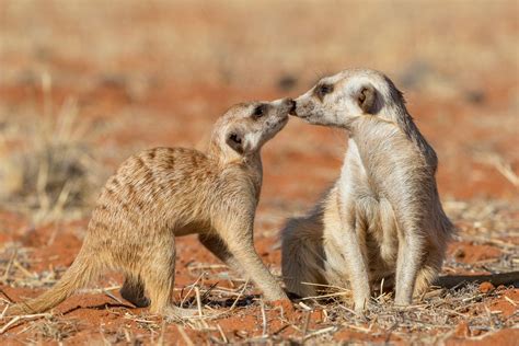 Animal Sex How Meerkats Do It Meerkat Animals African Animals