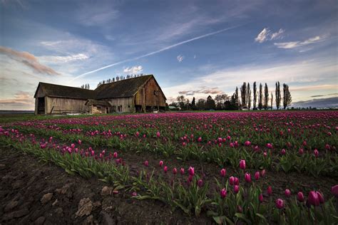 Skagit Valley Tulip Tours North Western Images Photos By Andy Porter