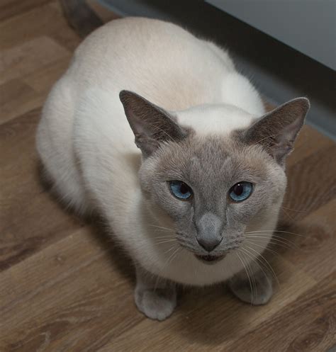 Siamese Cats A Complete Guide The Happy Cat Site