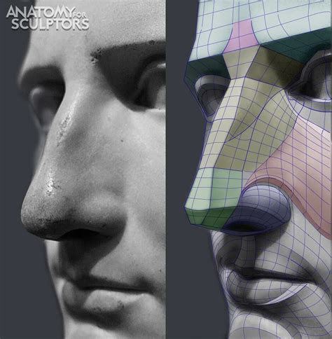 The Nose Anatomy For Sculptors On Artstation At Artstation