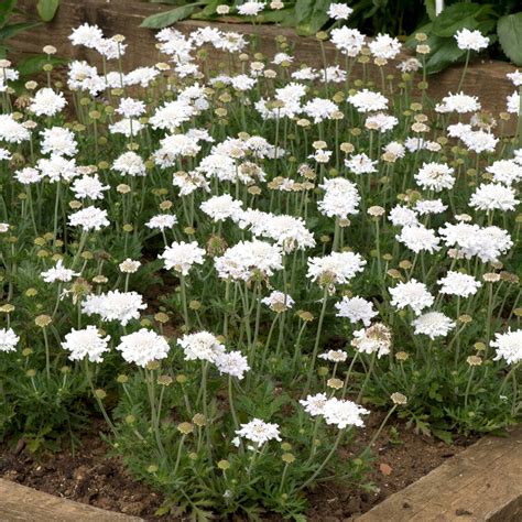 Scabiosa Flutter Pure White Plants Dobies