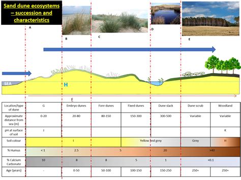 Sand Dune Succession Diagram Quizlet