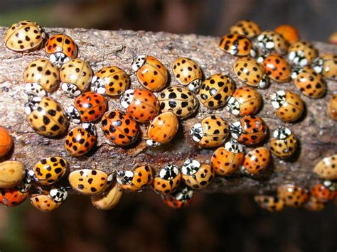 Asian Ladybugs Can Invade Your Home Bite You And Harm