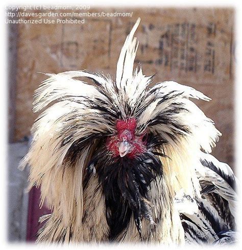 Rural Gardening The Dg Official Chicken Hairdo Contest 1 By Beadmom