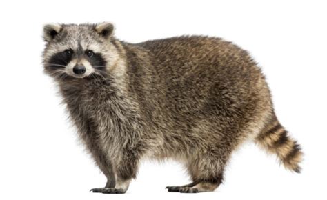 Raccoons Raccoons Identification In Lubbock Texas Ds Pest Control