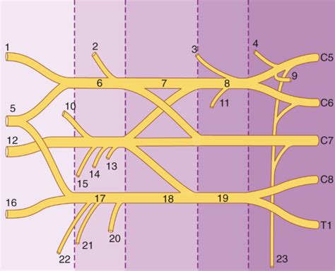 Brachial Plexus Diagram Quizlet