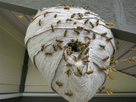 Diy Fake Wasp Nest Kat From The Hat Fake Wasp Nest Wasp Nest Wd 40