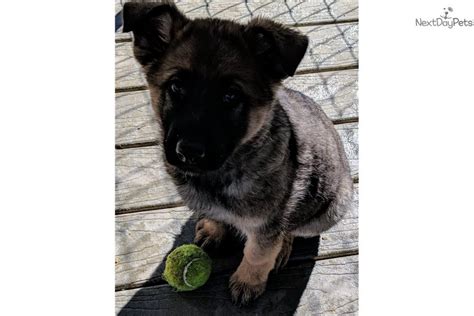 Shiloh Shepherd Puppies For Sale Sweet Mess Shiloh Shepherd Puppy