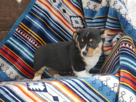 Wantedoldmotorcycles.com ) pic hide this posting restore restore this posting Pembroke Welsh Corgi puppy dog for sale in Akron, Ohio