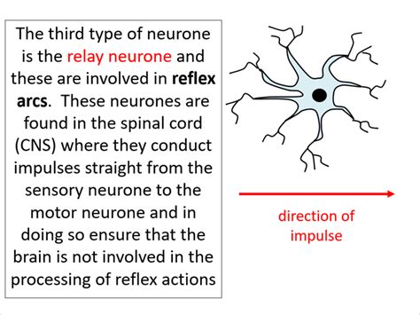 Sensory Relay And Motor Neurones Edexcel Int A Level Biology