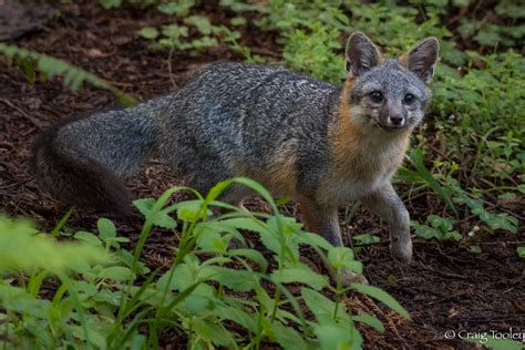 Gray Fox Mendonoma Sightings