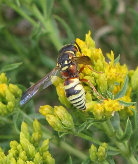 Bug Eric Wasp Wednesday Euodynerus Annulatus