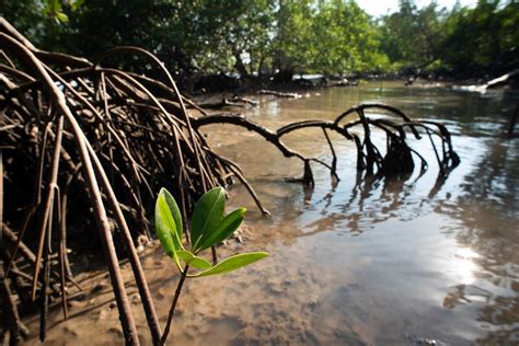 fears northern australian mangrove forests could drown due to rising seas abc news