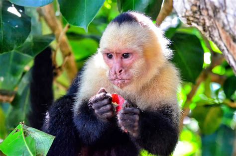 Cebus Monkey Stock Image Image Of Primeval Preserve