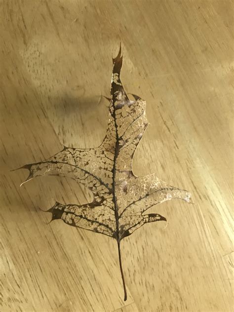 A Leaf I Found In My Yard Rmildlyinteresting