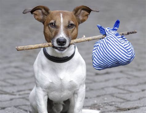 Descubre Qué Puedes Hacer Si Encuentras Un Perro Abandonado