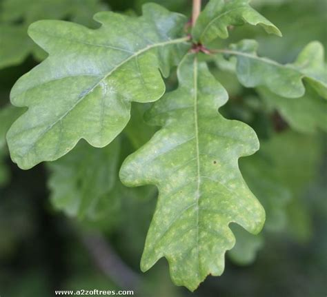 How To Identify And Grow Oak Trees