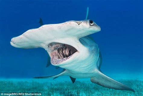 Fisherman Poses On His Boat With Massive 17 Ft Hammerhead Shark Shark