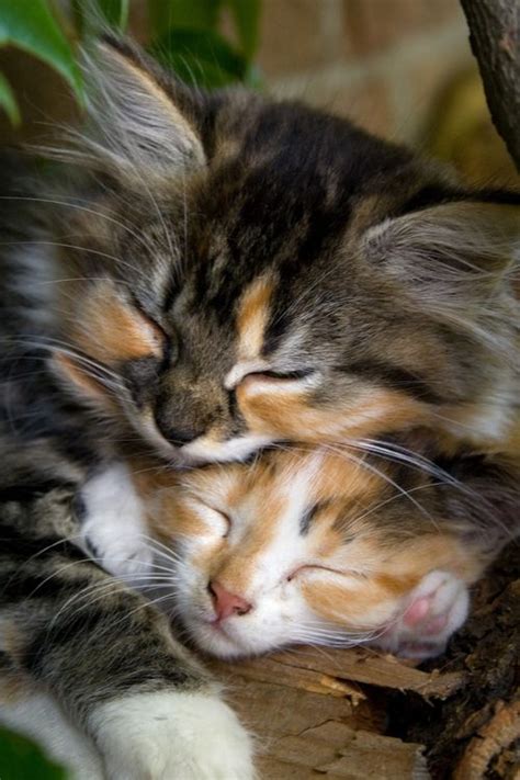 Two Kittens Snuggling Together Cats Photo 36371206 Fanpop
