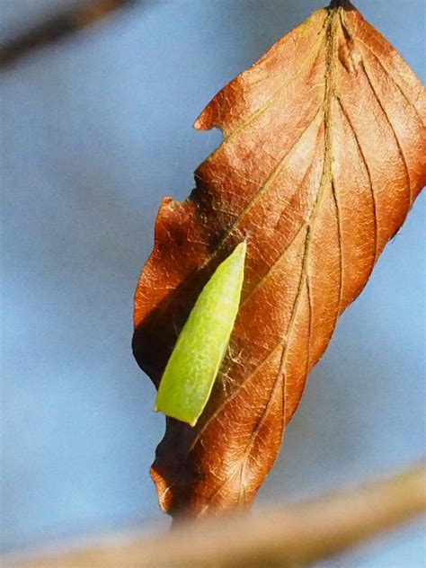Upper Thames Moths Moth Pupa On Beech Leaf