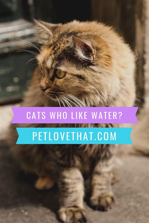 Cats Who Like Water Cats Cat Questions Cats Musical