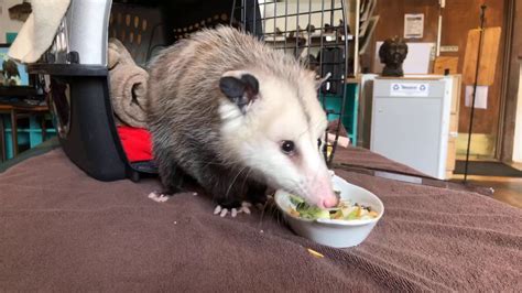 Luna The Awesome Opossum Youtube