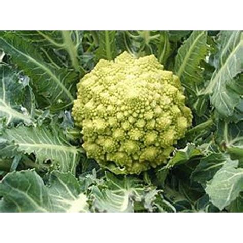 Broccoli Romanesco Heirloom Seeds Non Gmo For Planting Etsy