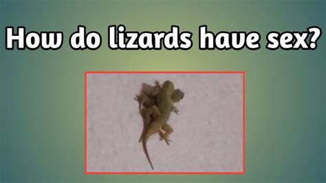 How Do Lizards Have Sex Youtube
