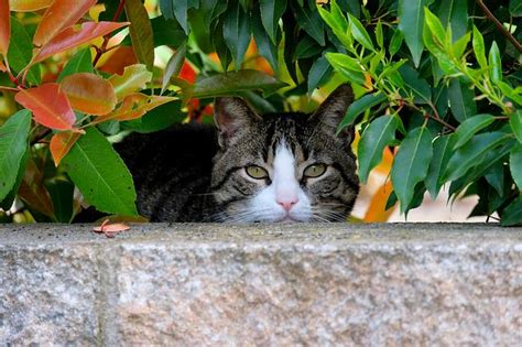 Here's what you need to do to increase your chances of finding a lost cat. 5 Things To Do If Your Indoor Cat Gets Lost Outside