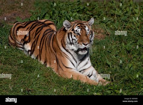 A Siberian Tiger Resting In An Animal Park In Quebec Stock Photo Alamy