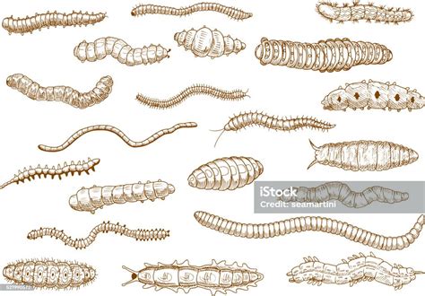 Ulat Larva Cacing Siput Kelabang Ilustrasi Stok Unduh Gambar Sekarang