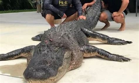 Hunters Catch And Kill One Of The Biggest Alligators Ever Caught