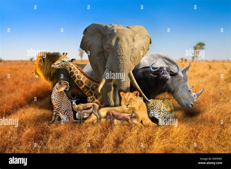 Big Five And Wild African Animals Composition On Savannah Nature Bokeh