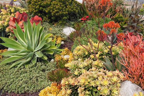 Saguaro Feliz A Colorful Succulent Garden To Copy Amazing Tips