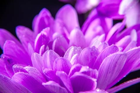 Free Photo Close Up Shot Of Beautiful Soft Purple Chrysanthemum