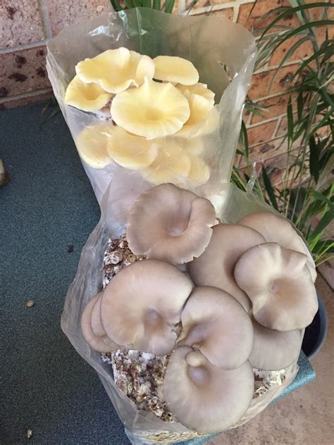 mushroom grow kit bunnings