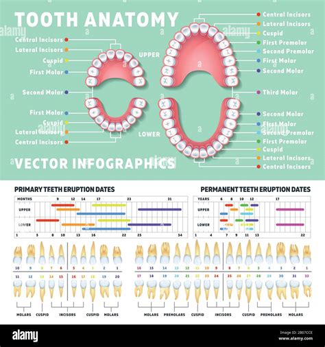 Orthodontist Human Tooth Anatomy Vector Infographics With Teeth