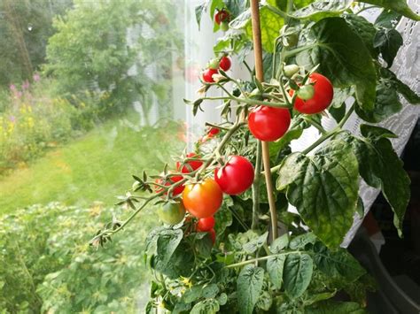 Top 5 Tips For Growing Tomatoes Indoors From A Tomato Expert