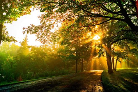 Nature Sunset Forest Park Trees Leaves Colorful Road Path