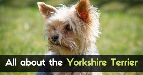 All About The Yorkshire Terrier Dog Breed Profile Characteristics And