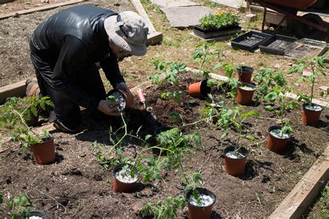 Summer Tomato Planting Brooklyn Farm Girl