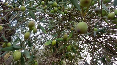 Olives Are Indigenous To Lebanese Land Peace Prosperity And