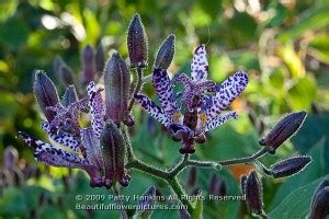 The toad lily is a name for approximately 20 species of flowering perennial plants. Sinonome Toad Lilies :: Beautiful Flower Pictures Blog