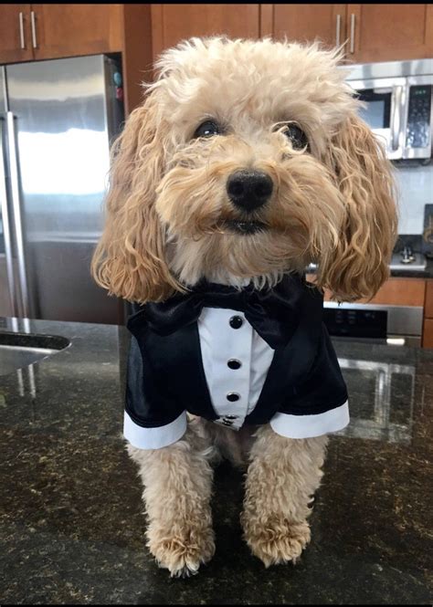Wedding Tuxedo For Dogs Formal Dog Tuxedo Custom Made Dog Suit Etsy