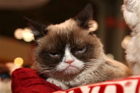 Of all the images on the internet as the numbers prove, cat memes are a realm of infinite possibility. 9 Best Grumpy Cat Memes