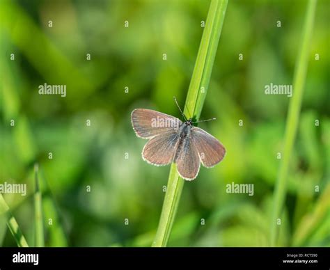 Small Blue Butterfly Cupido Minimus Stock Photo Alamy
