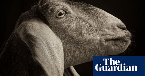 Gorgeous Goats In Pictures Art And Design The Guardian